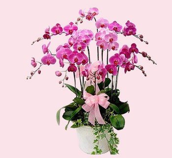 迎福纳祥(蝴蝶兰)